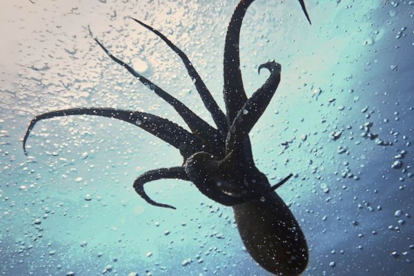 Kraken зеркала gigageek ru